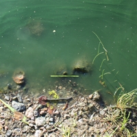 Kuralanjärven leväkukinta kesällä 2008. Ecomonitor selvitti järven ekologista tilaa piilevätutkimuksella.