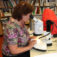 Biologische Bestimmungsdienste durch Ecomonitor Ltds Spezialisten